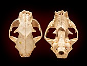Eurasian lynx skull