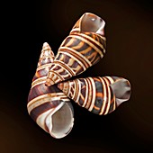 Liguus land snail shells