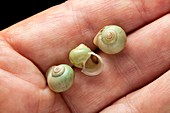 Helicina land snail shells