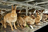 Taxidermy rabbit specimens
