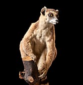 Ring tailed lemur specimen
