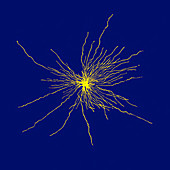 Astrocyte spinal cord cell, illustration