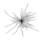 Astrocyte spinal cord cell, illustration