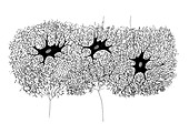 Network of nerve cells, illustration