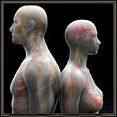 Male and female anatomy, illustration