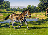 Prehistoric zebra, illustration