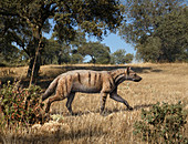 Prehistoric hyena, illustration
