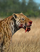 Sabre-toothed cat, illustration