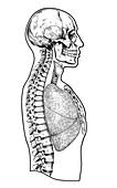 Human head and torso, illustration