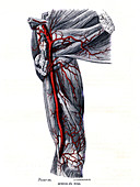 Arteries of the arm, 1867 illustration
