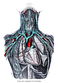 Veins of the chest, 1867 illustration