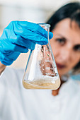 Soil scientist examining dissolved soil sample