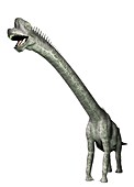 Brachiosaurus, illustration