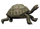 Giant tortoise, illustration
