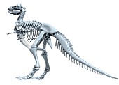 Tyrannosaurus rex skeleton, illustration