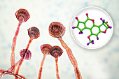 Aspergillus fungus and aflatoxin B1 molecule, illustration