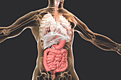 Human digestive system, illustration