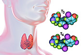 Thyroid gland and thyroid hormone molecules, illustration
