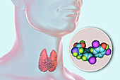 Thyroid gland and thyroid hormone T4 molecule, illustration
