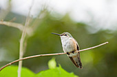 Broadtail hummingbird on a branch
