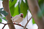Fawn shaft-tail finch