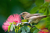 Finch picking a red flower