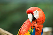 Scarlet Macaw parrot looking at camera