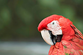 Red ara parrot