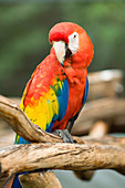 Young scarlet macaw parrot