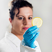 Food safety inspector testing fruit