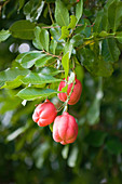 Ackee fruit