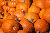 Pile of pumpkins