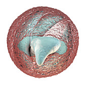 Cryptosporidium parvum oocyst, illustration