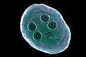 Giardia intestinalis protozoan cyst, illustration