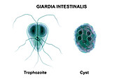 Giardia intestinalis protozoan, illustration