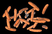 Probiotic bacteria, illustration