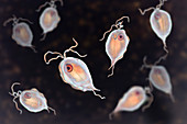 Pentatrichomonas intestinal parasite, illustration