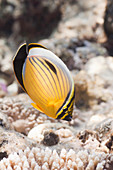 Blacktail Butterflyfish