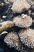 Finger coral formations