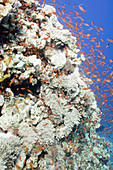 Massive coral formation
