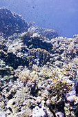 Red Sea coral formations