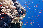 Fish swimming over corals