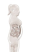 Abdominal fat anatomy, illustration