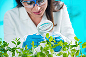 Botanist examining plant samples