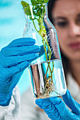 Botanist examining plant specimen