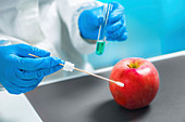Biologist testing apple for pesticides