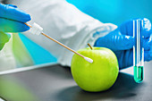 Biologist testing apple for pesticides