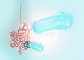 E. coli and intestine, illustration