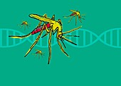 DNA and mosquito, illustration