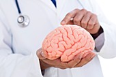 Neurologist pointing at brain model